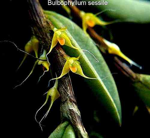 Bulbophyllum sessile